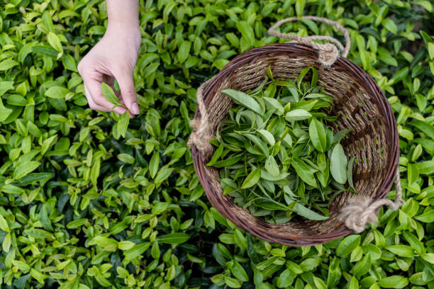 pick-up-the-tea